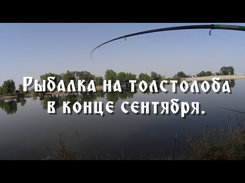 Видео: Рыбалка на толстолоба в конце сентября. Какой вкус работает лучше всего осенью?