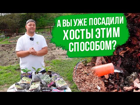 Видео: Хоста. Как посадить хосту в саду и в горшке. Хоста в ландшафте.