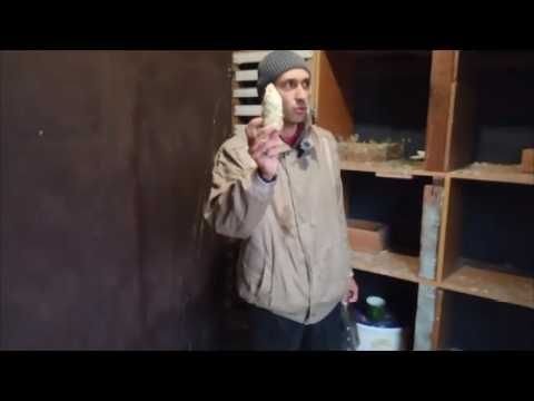 Видео: Овощной день у голубей. Как давать яблоки и капусту голубям?