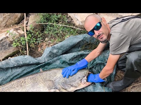 Видео: Риболов на шарани и сомове Ебро Испания 2025 част 2 - Ebro catfish and carp fishing
