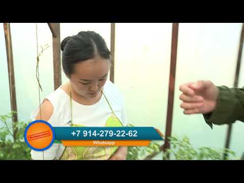 Видео: Тиэргэн (16.07.20)