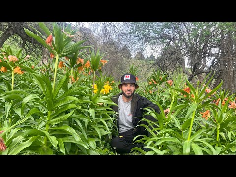 Видео: И гули Ҳолмон дар куҳи Сарсарак Деҳаи Сангтуда Дустмурод  шарипов