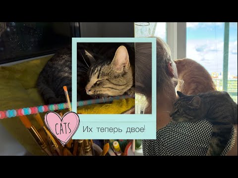 Видео: Приют кошачий ангел! 🐈🐈‍⬛