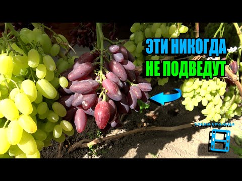 Видео: СОРТА ВИНОГРАДА - РАБОЧИЕ ЛОШАДКИ НА НАШЕМ ВИНОГРАДНИКЕ. СЕВЕРНЫЙ ВИНОГРАДНИК 24-02