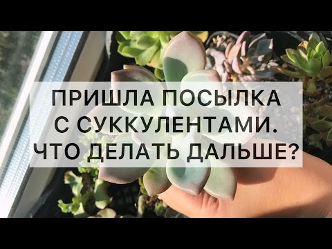 Видео: Пришла посылка с суккулентами. Что делать дальше?