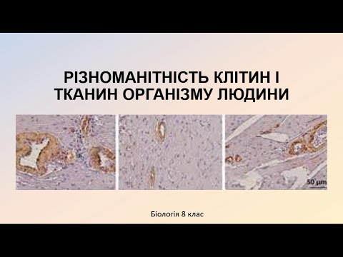 Видео: Біологія людини. Різноманітність клітин і тканин організму людини