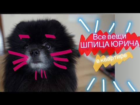 Видео: ВЕЩИ Шпица Юрича