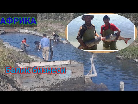 Видео: Африка лака баликлари, кандай бокиш ва копайтириш. Даромадлари.