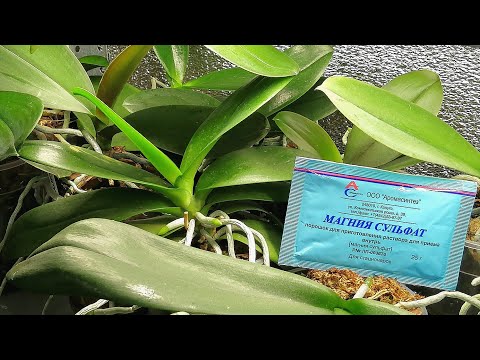 Видео: СУЛЬФАТ МАГНИЯ применение НА ОРХИДЕЯХ  Внекорневая подкормка, дозировка, расчёт без весов.