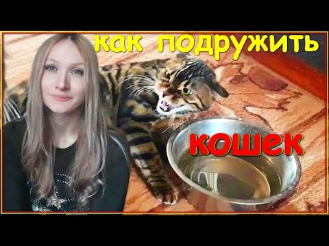 Видео: КАК ПОДРУЖИТЬ КОШЕК
