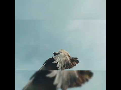 Видео: 23-сентябрь "Мамлекеттик символикалар"