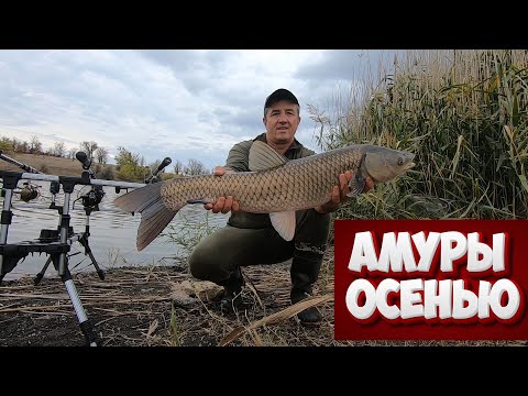 Видео: ставок золотая подкова кондыбино