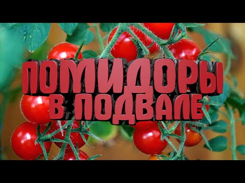 Видео: Выращиваем помидоры в подвале (часть 1)