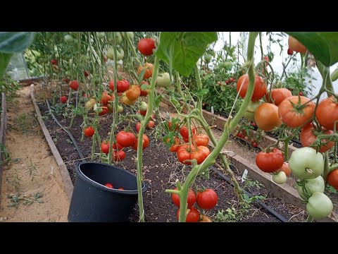 Видео: 🍎🥒🍆Покупать ли теплицу?Плюсы и минусы.Основные моменты.