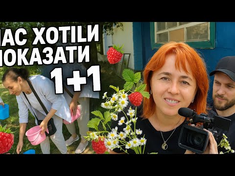 Видео: 🟥 Малиновий сезон: збір ягід, запрошення від 1+1 та саджанці на продаж 🌱