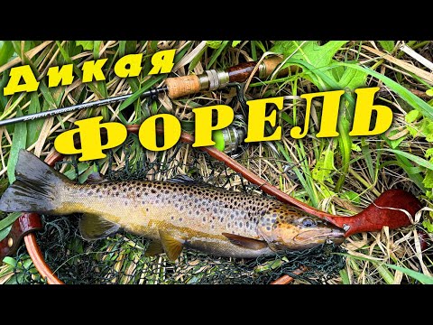 Видео: Форель и Хариус. Рыбалка в Ленинградской области. Сентябрь 2025.