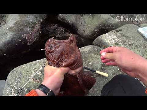 Видео: Как приготовить СОБАКУ МОРСКУЮ или вкусный пирог из ЗУБАТКИ ДАЛЬНЕВОСТОЧНОЙ!!!