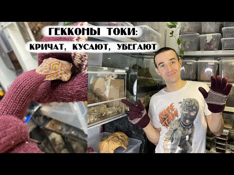 Видео: Мой опыт содержания гекконов токи