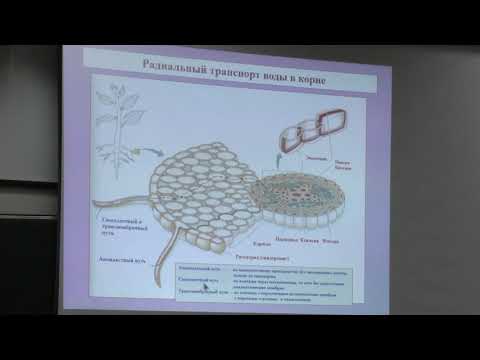 Видео: Носов А. М. - Физиология растений I - Водный обмен растений, растительная клетка