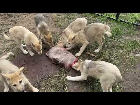 Видео: Волки съели ВЕРБЛЮДА ⁉️😱 Волчата знакомиться с ВОДОЙ ‼️