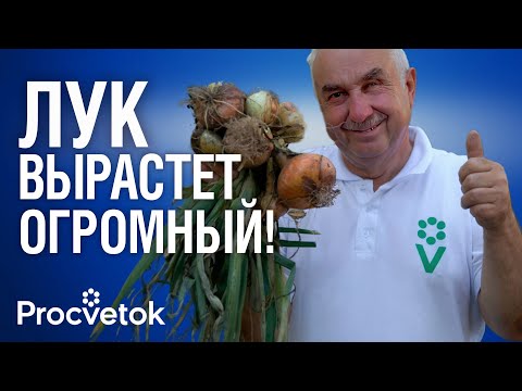 Видео: КАК И КОГДА ВЫСАЖИВАТЬ ЛУК ПОД ЗИМУ? Полное руководство от А до Я!