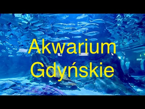 Видео: Семейная прогулка в Гдыньский аквариум | Что посмотреть в Гдыне с детьми?