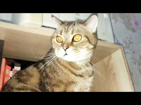 Видео: Ошибка 1700 на принтере MG2540S, не ужели все конец!!!