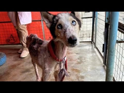 Видео: Ее бросили, когда она больше не могла рожать… Но любовь вернула ей жизнь!