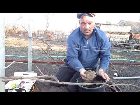 Видео: Прививка в подземный штамб  методом Якушенко В.Е.