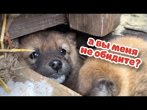 Видео: Трусишка ЩЕНОК всю жизнь прожил под заброшенной дачей.