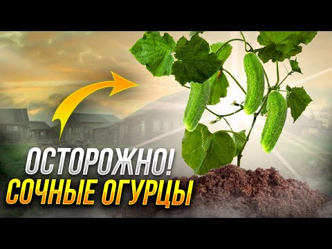 Видео: Огурцы в открытом грунте от А до Я. Сроки внесения и рецепты лучших подкормок.