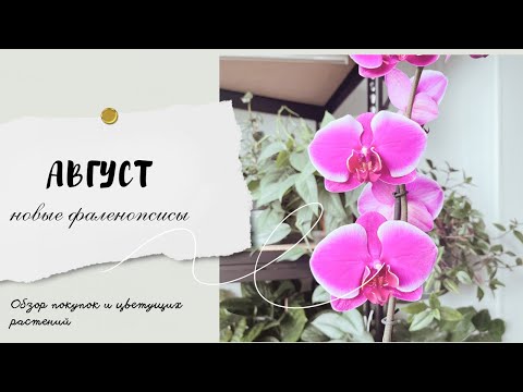 Видео: Новые фаленопсисы🌸 Покупки августа🛍️ Обзор цветущих растений🪴