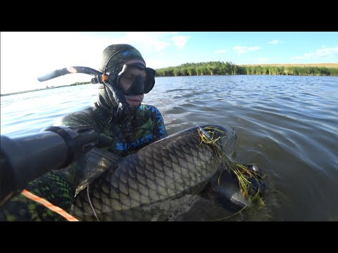 Видео: подводная охота на маныче. белый амур. веселовское водохранилище. охота с пеленгас варвар 70