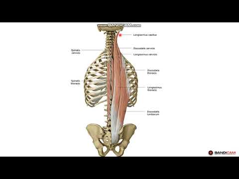 Видео: Арқаның терең бұлшықеттері. Латеральді тракт бұлшықеттері. Арқаның аутохтонды бұлшықеттері