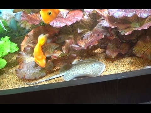 Видео: Аквариум 750 литров. Купил ската моторо/Potamotrygon motoro