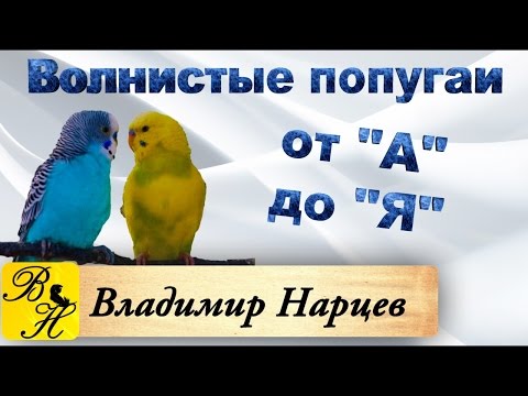 Видео: #Волнистые попугаи от А до Я ч.2