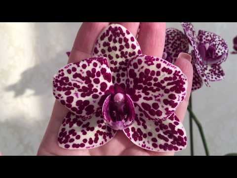 Видео: Орхидея Дикий Кот. Отрезала цветонос, только выбросить - жалко....))))) и немножко Бантика)))