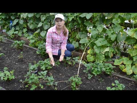 Видео: Усы клубники: секреты выбора