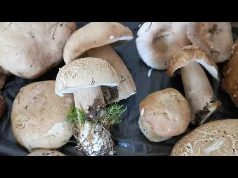 Видео: В лес за грибами.  Касмалинский ленточный бор.