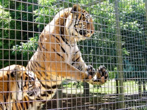 Видео: ^ЗООПАРК #ГРОДНО /БЕЛАРУСЬ-\БОЛЬШАЯ ЭКСКУРСИЯ ПО СТАРЕЙШЕМУ ПАРКУ СТРАНЫ В ЕГО ДЕНЬ РОЖДЕНИЯ!