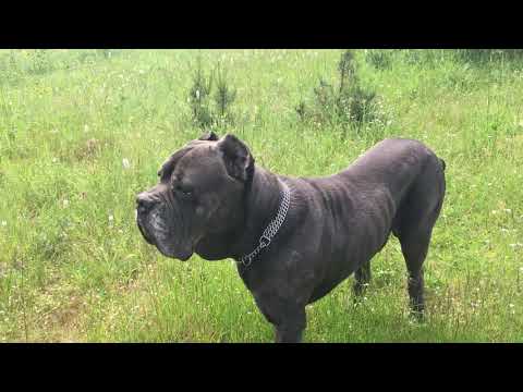 Видео: Кане Корсо и питание