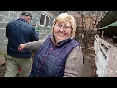 Видео: Наше хозяйство# петухов более 50.