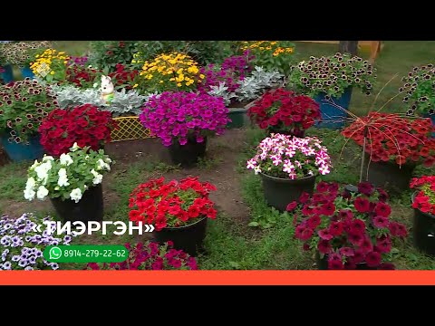 Видео: «Тиэргэн» биэриигэ: Тамара Саввинова тиэргэнигэр ыалдьыттаатыбыт (10.08.23)