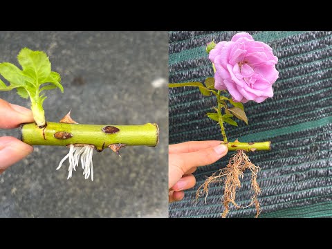 Видео: Инструкция по обрезке роз в стакане с водой | Как посадить розовые ветки