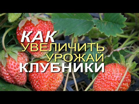 Видео: СДЕЛАЙТЕ ЭТО для КЛУБНИКИ и она будет КРУПНАЯ и СЛАДКАЯ! Советы от ЗЕЛЕНОГО ОГОРОДА!