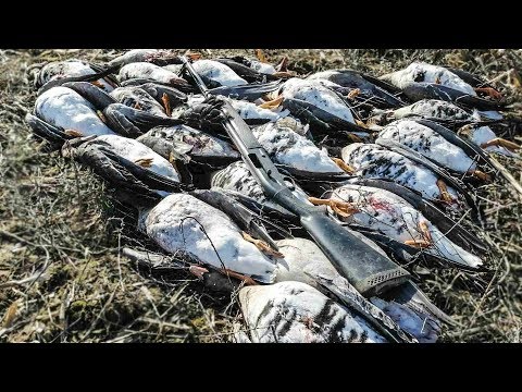 Видео: НЕЗАБЫВАЕМАЯ ОХОТА НА ГУСЯ 2020 десятки тысяч белолобых