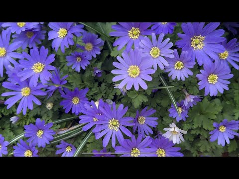 Видео: Обзор ЦВЕТНИКА во входной зоне 🌟 Прогулка по городу Greetsiel 🌟