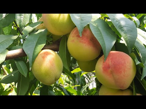 Видео: Годую курей персиками, яблуками та сливами))) ото як почнуть нестися..)