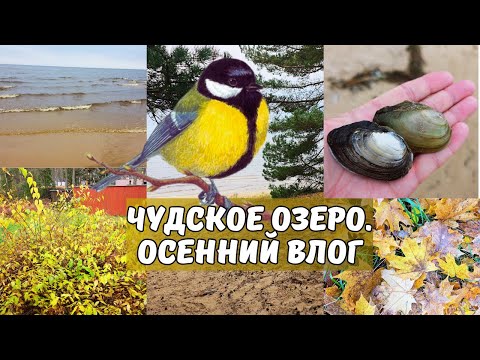 Видео: Остаться наедине с природой.Осень в Эстонии на Чудском озере.Устрицы на обед.Чьи следы?Влог