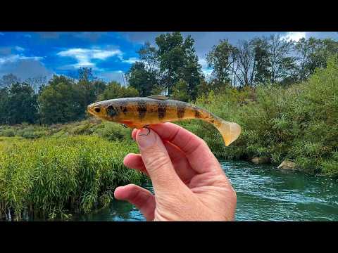 Видео: НОВЫЙ Swimbait сокрушает окуня в ручье Rainy Day!